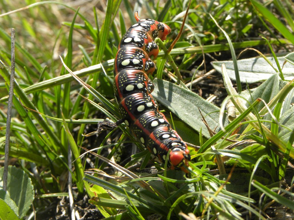 Determinazione bruco: Hyles euphorbiae - Sphingidae